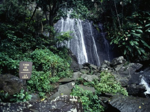 El Yunque: Explora su Majestuosidad Tropical